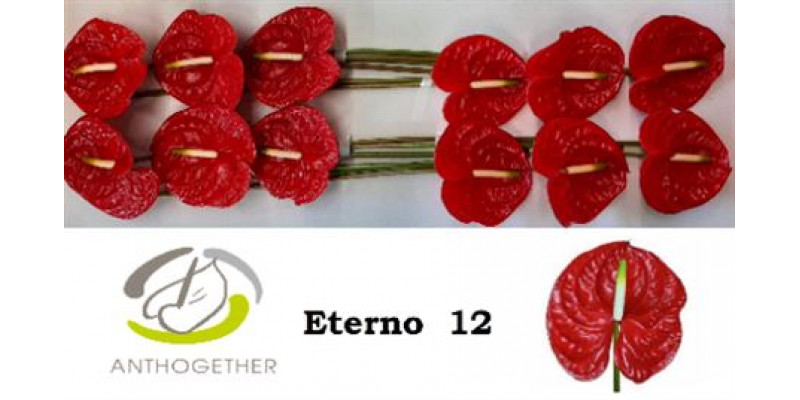 Anthurium A Eterno 12  A1