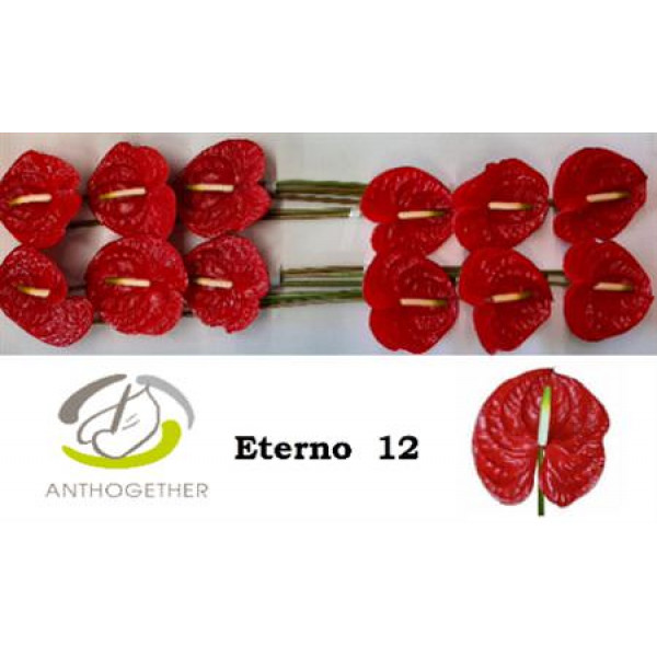 Anthurium A Eterno 12  A1