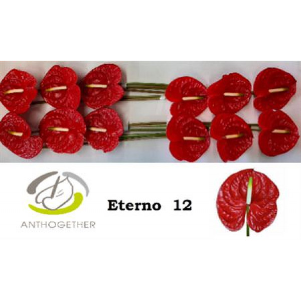 Anthurium A Eterno 12 0cm A1
