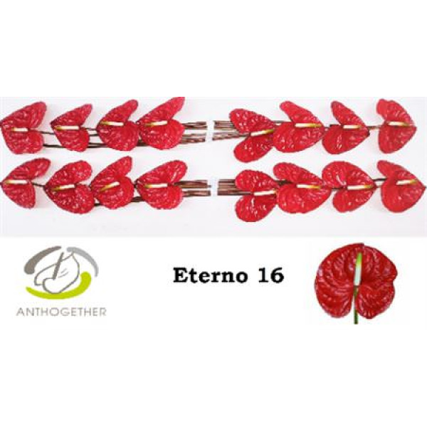 Anthurium A Eterno 16  A1