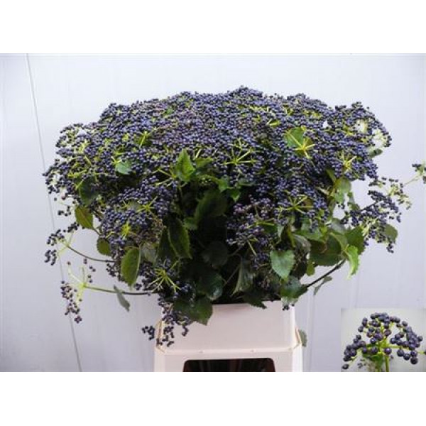 Viburnum De Blueber Hil 100cm A1