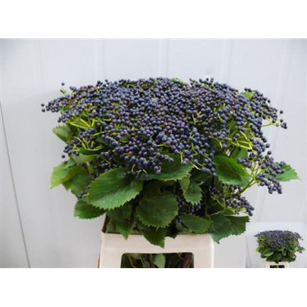 Viburnum De Blueber Hil 65cm A1