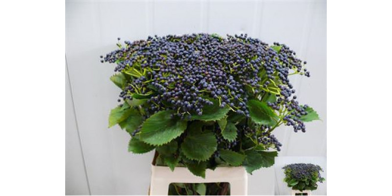 Viburnum De Blueber Hil 65cm A1