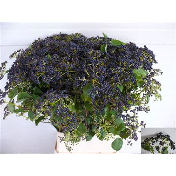 Viburnum De Blueber Hil 100cm A1