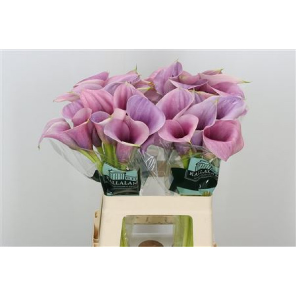 Zanthedeschias Calla Lilly Call Mario 60cm A1