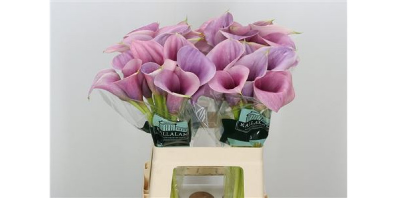 Zanthedeschias Calla Lilly Call Mario 60cm A1