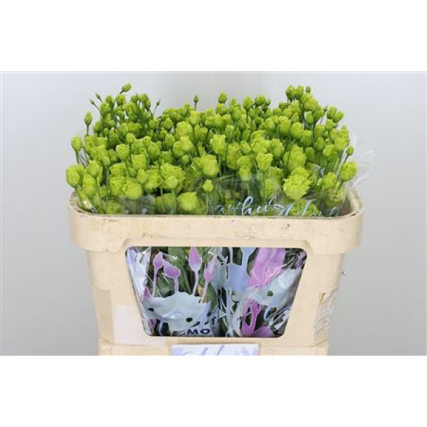 Lisianthus G Rosan Green 70cm A1 Col-Green