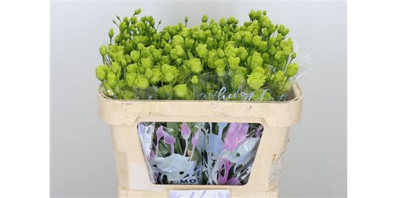 Lisianthus G Rosan Green 70cm A1 Col-Green