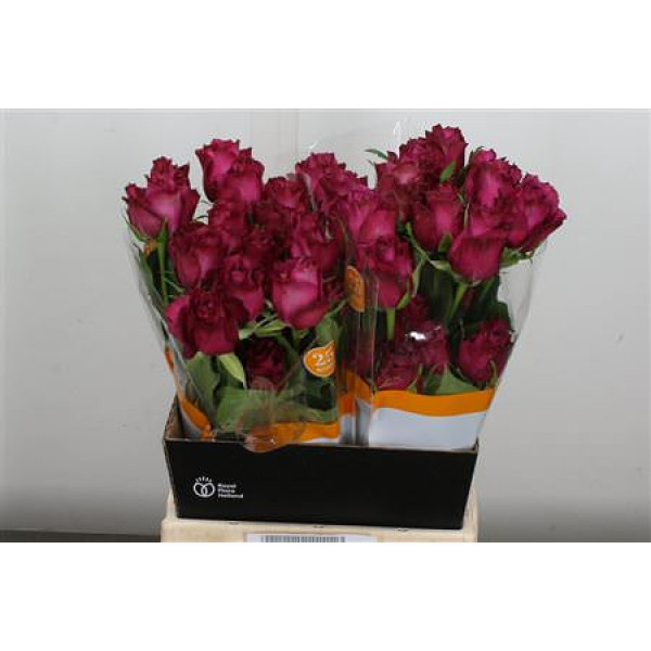 Rose Gr Eq Blueberry 40cm A1