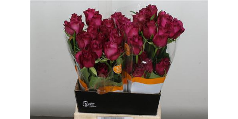 Rose Gr Eq Blueberry 40cm A1