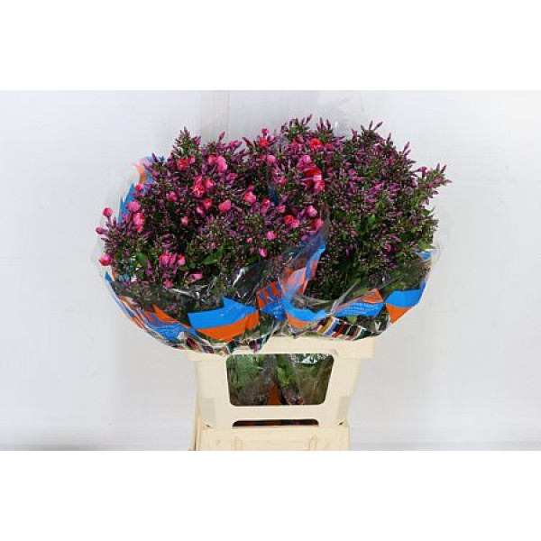 Phlox P Orange Perfe 65cm A1