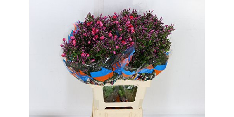 Phlox P Orange Perfe 65cm A1