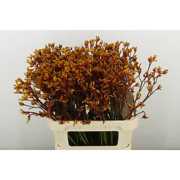 Anigoz Gold Fever 80 cm A1