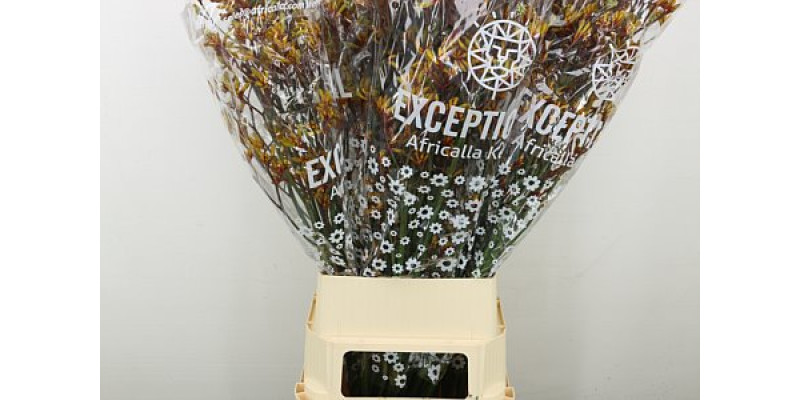 Anigoz Gold Fever 120 cm A1