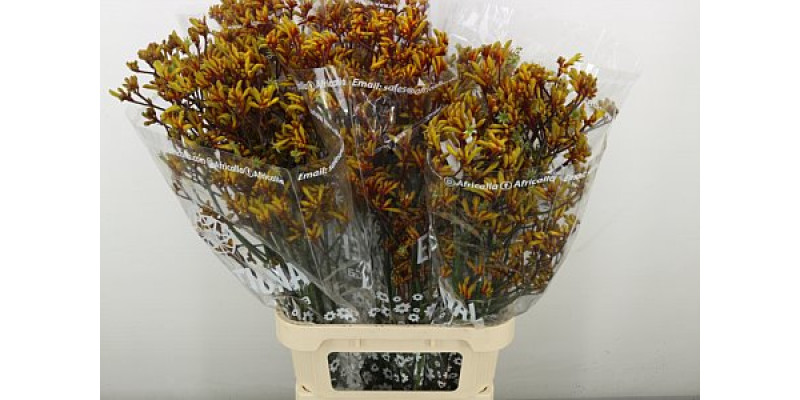 Anigoz Gold Fever 100 cm A1