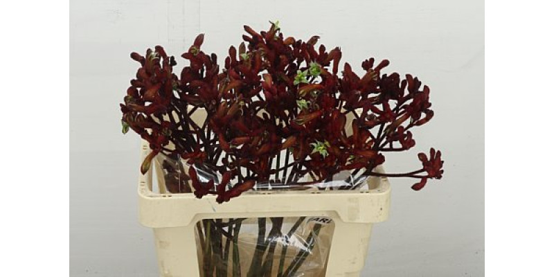 Anigoz Early Spring 50 cm A1