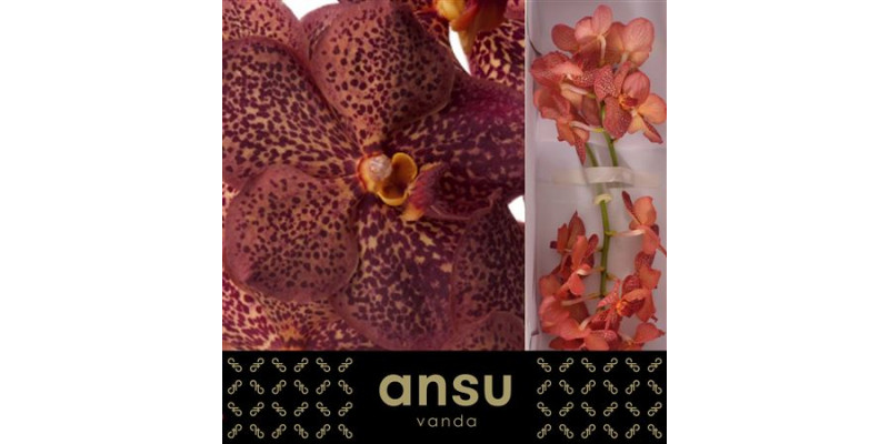 Orchid Vanda Sunanda Lava 10cm A1 Col-Dark Salmon