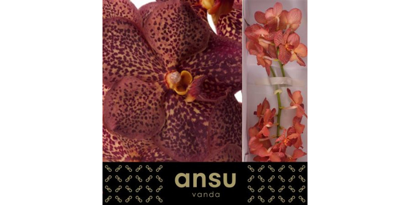 Orchid Vanda Sunanda Lava 10cm A1