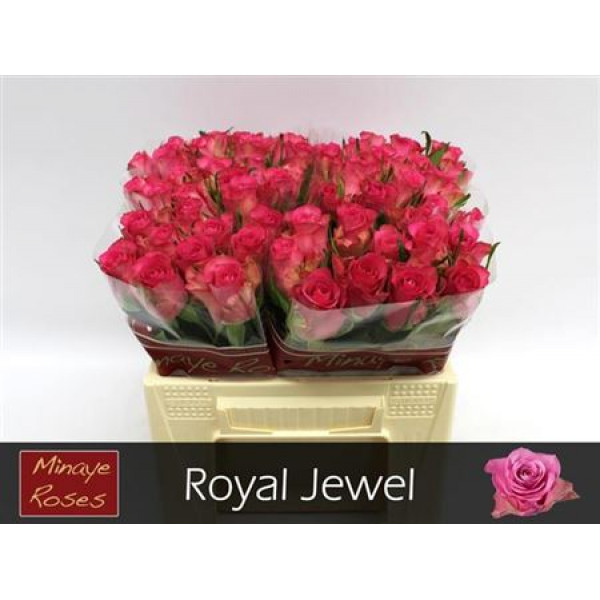 Rose Gr Royal Jewel 40cm A1