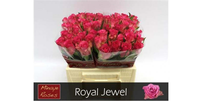 Rose Gr Royal Jewel 40cm A1