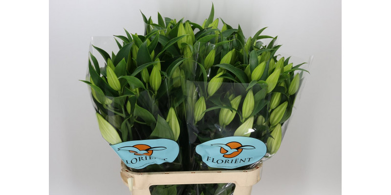 Lillys Or Valdez 5+ 90cm A1 Col-White