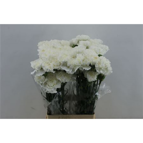 Dianthus St Moonlight 65cm A1