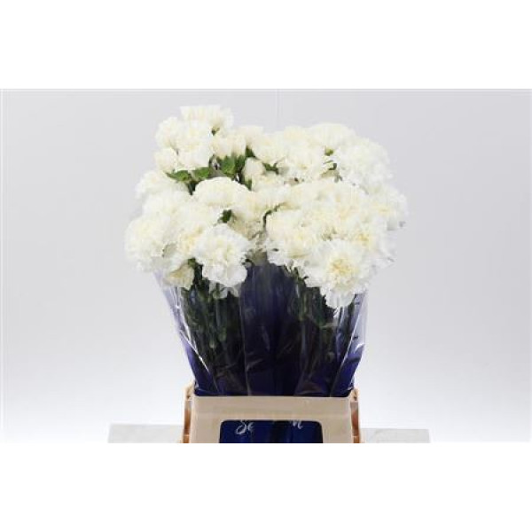 Dianthus St Moonlight White Hi 70cm A1
