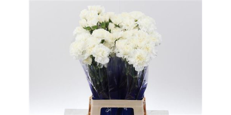 Dianthus St Moonlight White Hi 70cm A1
