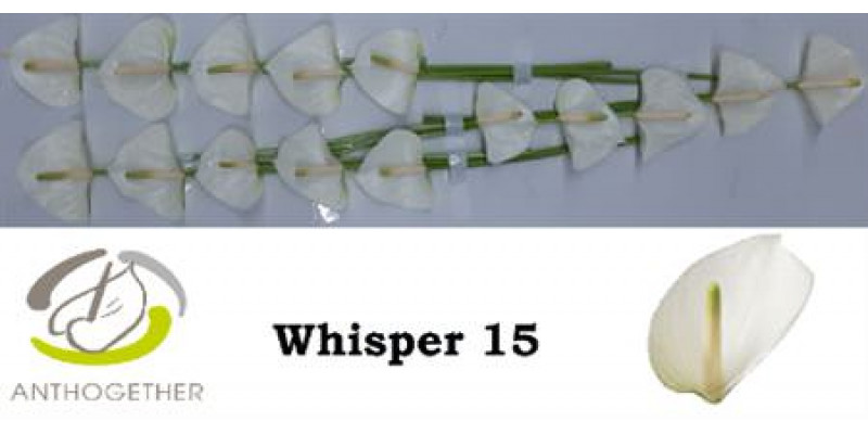 Anthurium A Whisper 15  A1