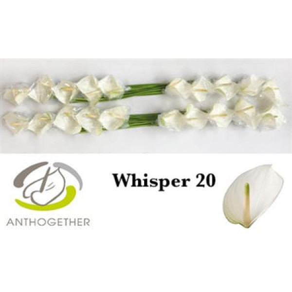 Anthurium A Whisper 20  A1