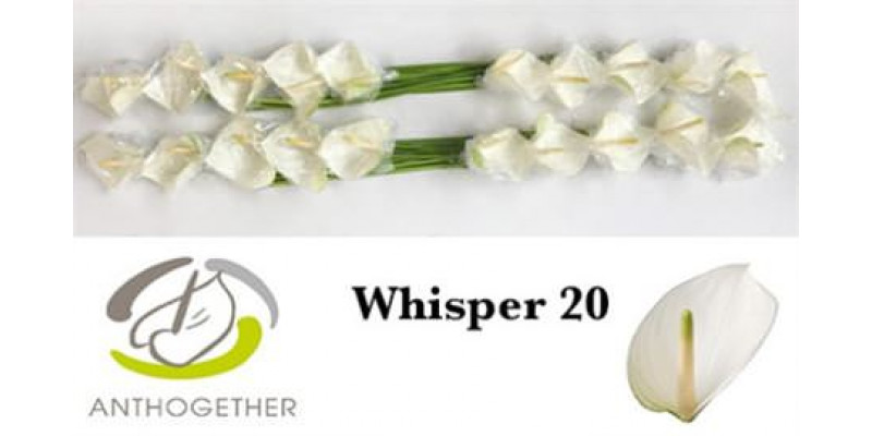 Anthurium A Whisper 20  A1