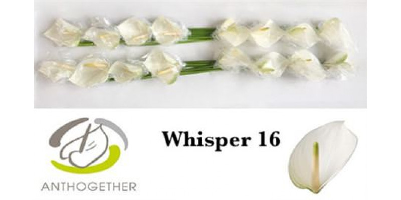 Anthurium A Whisper 16  A1