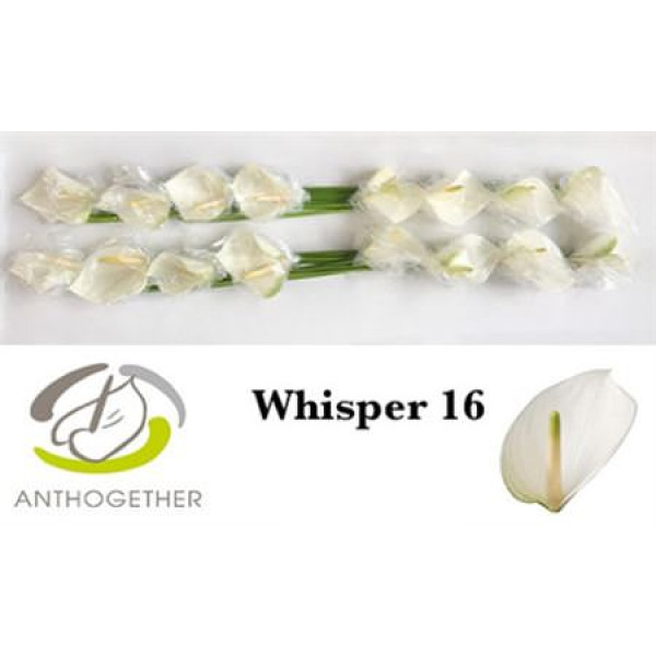 Anthurium A Whisper 16  A1