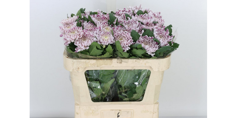 Chrysanthemums G Gilb L Silver A1 Col-Milka