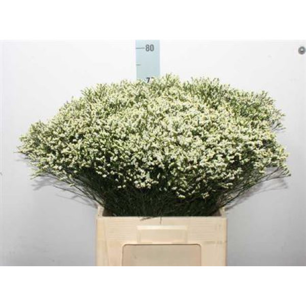 Limonium Sin Sen P Colada 70 A1White