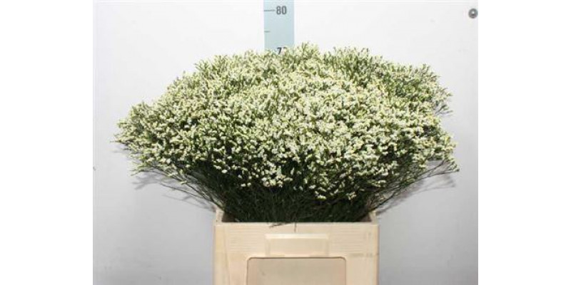 Limonium Sin Sen P Colada 70 A1White