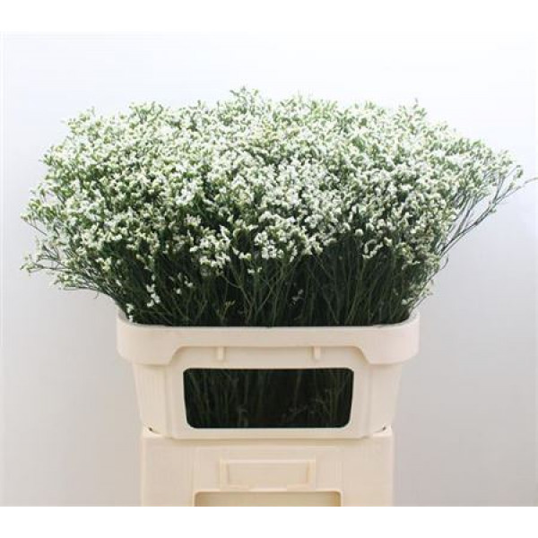 Limonium Sin Sen P Colada 80cm A1 Col-White