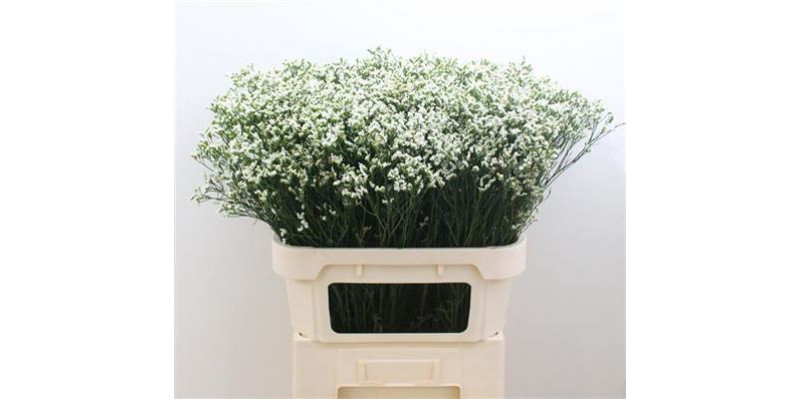 Limonium Sin Sen P Colada 80cm A1 Col-White