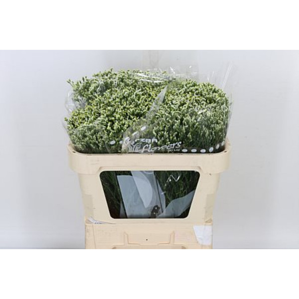 Limonium Sin Sen P Colada 70cm A1