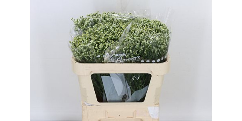 Limonium Sin Sen P Colada 70cm A1