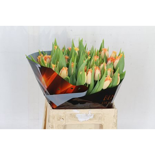 Tulips Freesias Ballroom 37cm A1