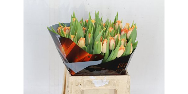 Tulips Freesias Ballroom 37cm A1