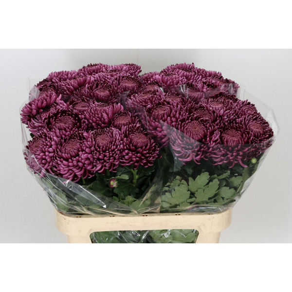 Chrysanthemums G Bigoudi Purple 80cm A1 Col-Purple