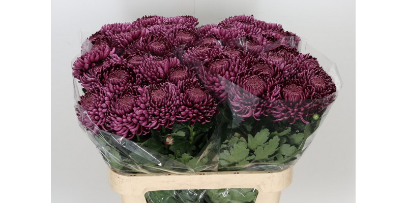 Chrysanthemums G Bigoudi Purple 80cm A1 Col-Purple