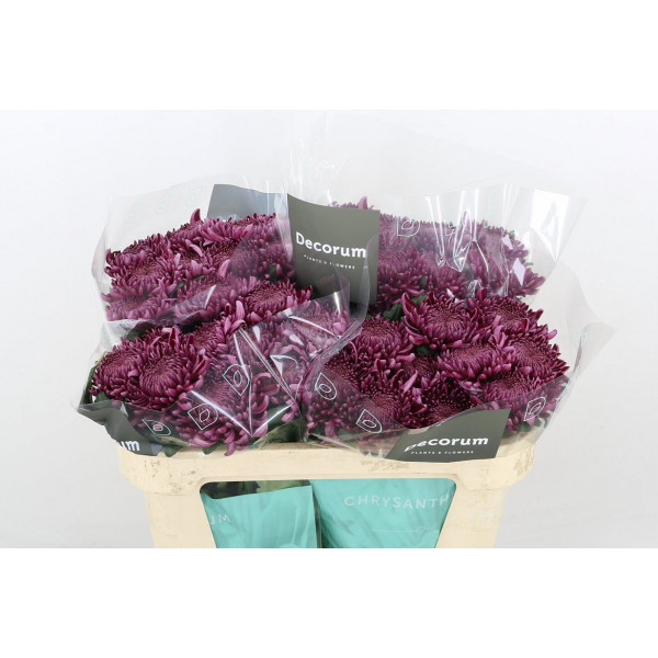 Chrysanthemums G Bigoudi Purple 70cm A1 Col-Purple