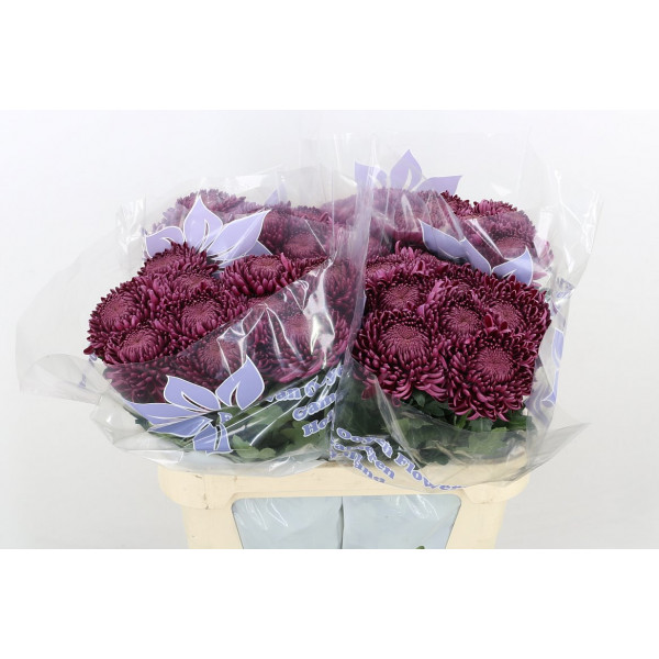 Chrysanthemums G Bigoudi Purple Extra 75cm A1 Col-Purple