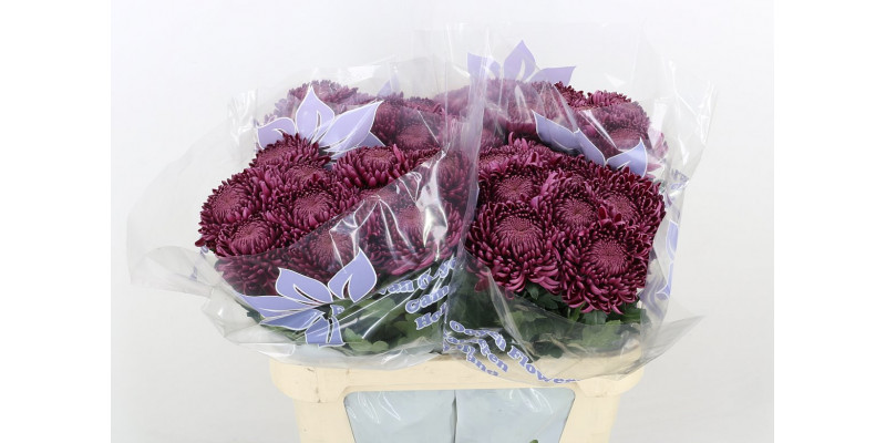 Chrysanthemums G Bigoudi Purple Extra 75cm A1 Col-Purple