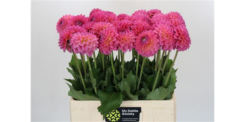 Dahlia Esli 60 cm A1 Dahlia Esli 60 cm A1
