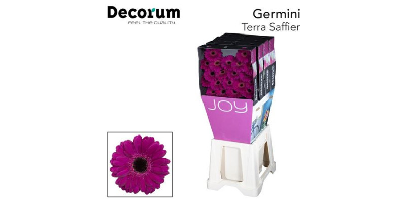 Germini Ter Saffier Diamond 47cm A1