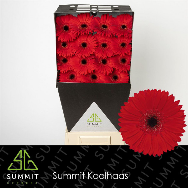 Gerbera Blinddate Diamond 50cm A1 Col-Red